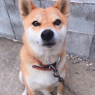 4歳の柴犬