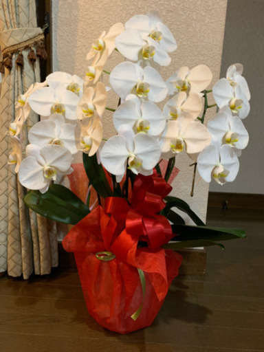 ランの鉢植え　高さ80㎝