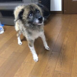 里親様決定しました！有り難うございます − 愛知県