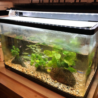 水槽　熱帯魚付き