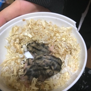 受付終了です。ハムスタージャンガリアン赤ちゃん里親募集中