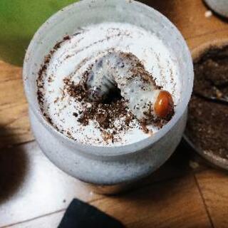 外国産ヒラタクワガタ(マレーヒラタクワガタ？)幼虫 菌糸ビン入れ換え済の画像