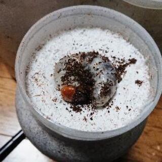 外国産ヒラタクワガタ(マレーヒラタクワガタ？)幼虫 菌糸ビン入れ換え済の画像
