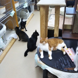 保護猫シェルターの掃除、餌やりボランティアを募集しています