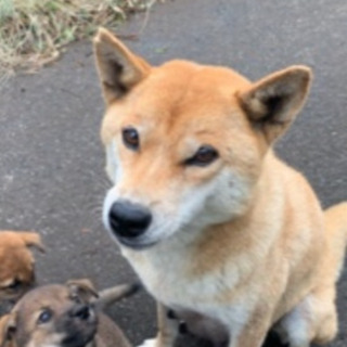 7歳柴犬お母さんを家族に迎えてくださる方を探しています。