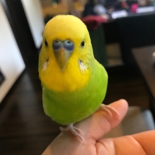 『解決済』 迷子 セキセイインコ