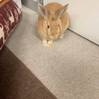 うさちゃん