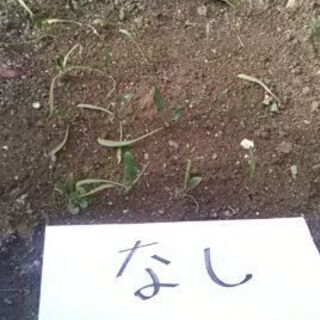 濃縮バクテリア剤【ＰＳＢ】水槽に！畑に！効果有りの画像