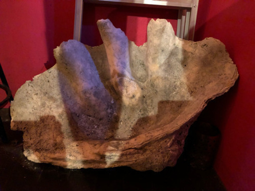 値下げ‼️特大bigシャコガイ 縦54×横77センチ