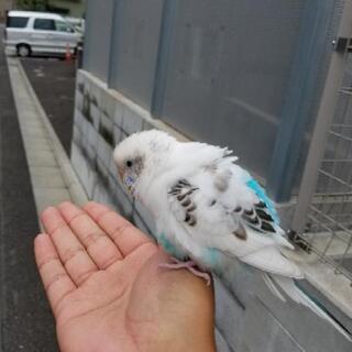 八王子周辺でダーツ仲間募集！！