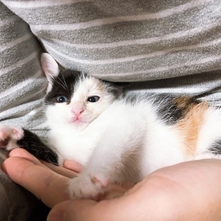 猫の病気に理解のある方