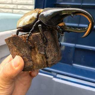 ヘラクレスオオカブト