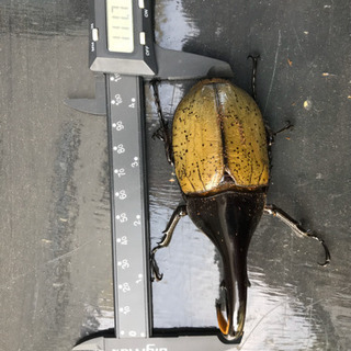 ヘラクレスオオカブトの画像
