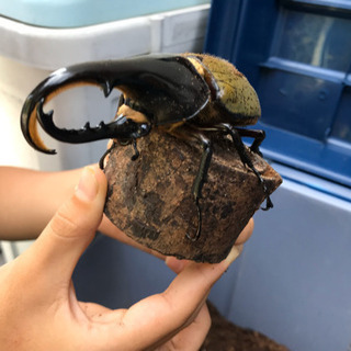 ヘラクレスオオカブトの画像