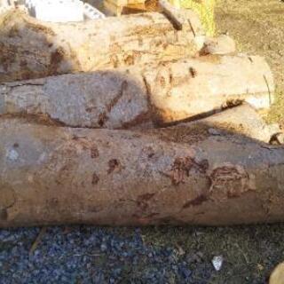 薪や木工に！ケヤキの原木丸太。茨城県潮来市。の画像