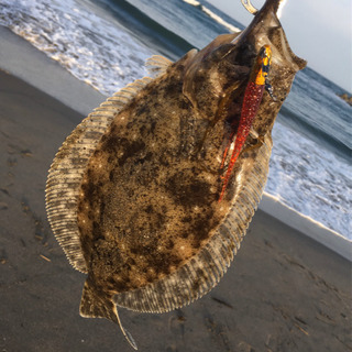 釣り友達、募集！