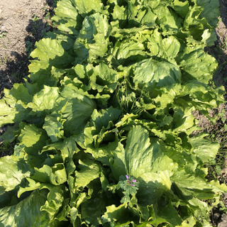 🍓イチゴの苗、🥬レタス、🌿ハーブ、その他