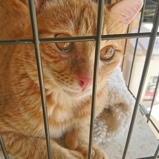 子猫と同レベルで遊べる成猫★子守は僕にお任せ　ペソ♂　１０ヶ月前後