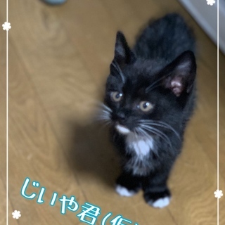 急募！生後1ヵ月 野良が産み捨て育児放棄された兄弟仔猫3匹 男の子（※3匹共お話し合い中） - 猫