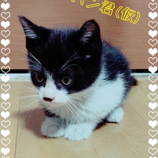 急募！生後1ヵ月 野良が産み捨て育児放棄された兄弟仔猫3匹 男の子（※3匹共お話し合い中） − 熊本県