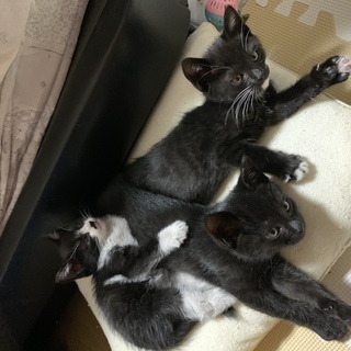 急募！生後1ヵ月 野良が産み捨て育児放棄された兄弟仔猫3匹 男の子（※3匹共お話し合い中） - 里親募集