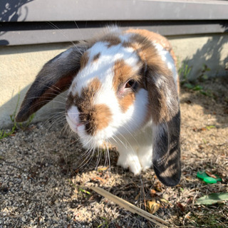 ロップイヤー（１歳未満）