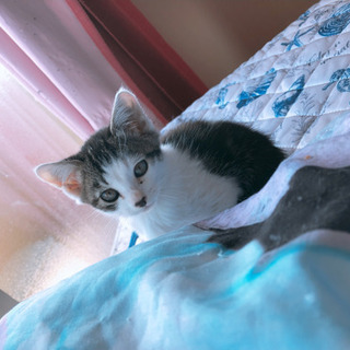 里親募集！子猫