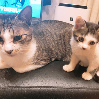里親募集！子猫 - 潮来市