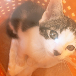 里親募集！子猫 - 猫
