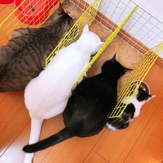 里親募集！子猫 − 茨城県