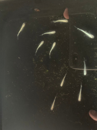 めだか　雲州幹之超早出来フルボディ