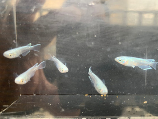 めだか　雲州幹之超早出来フルボディ