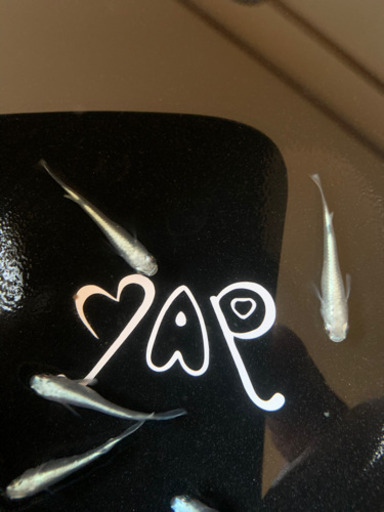 めだか　雲州幹之超早出来フルボディ