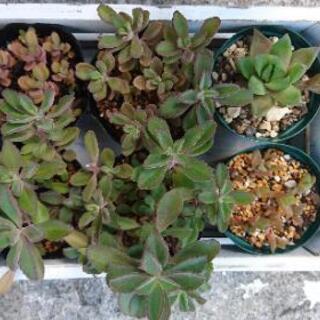 多肉植物  各種の画像