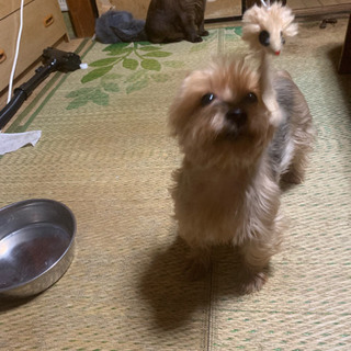 犬の友達募集してます