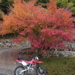 オフロードバイクで遊ぼう！