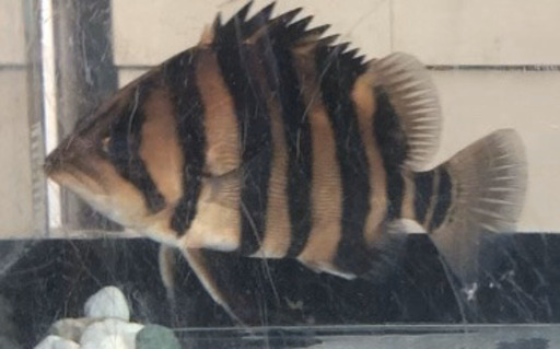 ダトニオプラスワン(極美)大幅値下げ(半額以下)