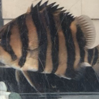 ダトニオプラスワン(極美)大幅値下げ(半額以下) ダトニオプラスワン(極美)大幅値下げ(半額以下)