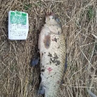 京王多摩川で一緒に釣り出来る人募集 - メンバー募集