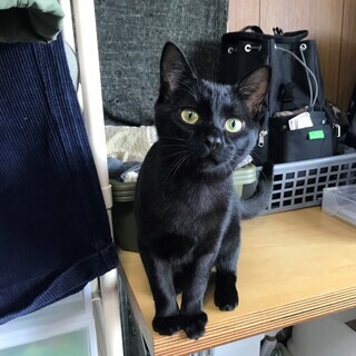 元気いっぱいのくろねこちゃん♂（約６カ月齢）です！