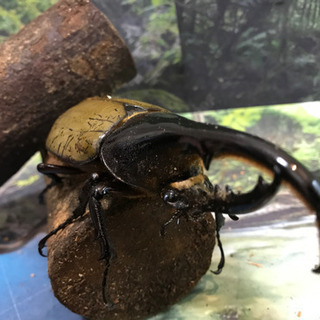 ヘラクレスオオカブト　111.3mmの画像