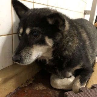 譲渡されました🆘捕獲檻に入って保健所収容🐶野良で生きてきた可愛い...