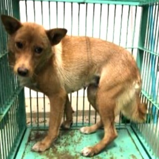 譲渡になりました🆘野良で生きてきた可愛い女の子が捕獲檻に入りまし...