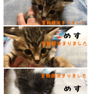 3匹共、里親様が決まりました。