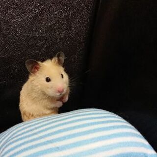 ハムスター2匹