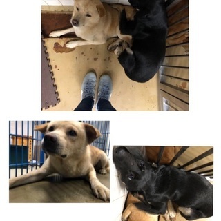 譲渡になりました🆘2匹一緒に捕獲檻に入って保健所収容！怖くてたま...