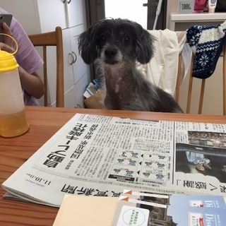 11歳の可愛いチャイクレ（メス）を可愛いがってくださる方を募集します。チャイニーズクレステッドドッグ - 犬