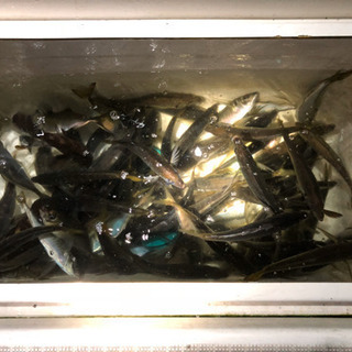釣りのメンバーを募集しています🎣