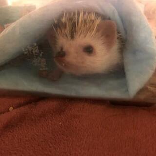 ハリネズミ