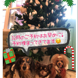 12月のトリミング・シャンプーのご予約